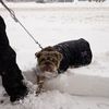 Fact: These NYC Dogs Are Lovin' All This Snow